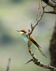 Merops apiaster