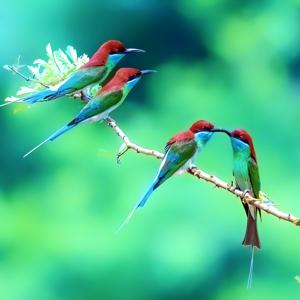 Merops viridis