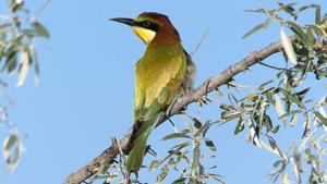 Merops apiaster