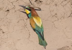 Merops apiaster