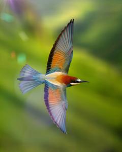 Merops apiaster