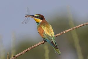 Merops apiaster