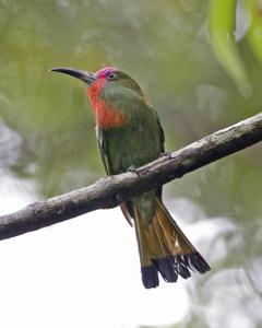 Nyctyornis amictus