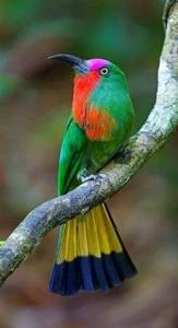 Nyctyornis amictus