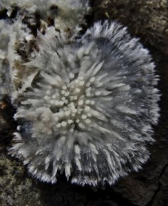 Radulodon copelandii