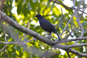 Melanoptila glabrirostris