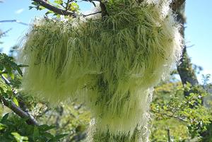 Misodendrum linearifolium