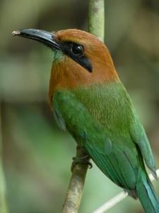 Electron platyrhynchum