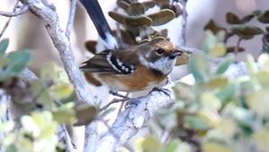 Chasiempis sandwichensis