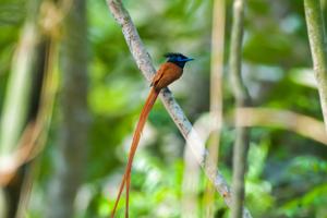 Terpsiphone paradisi