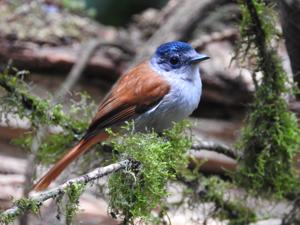 Terpsiphone atrochalybeia