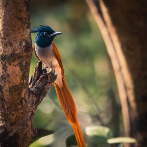 Terpsiphone paradisi