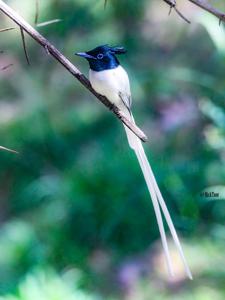 Terpsiphone paradisi