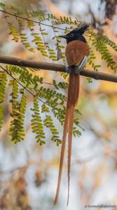 Terpsiphone paradisi