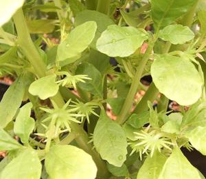 Dorstenia hildebrandtii