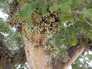 utils/thumbs/Moraceae/Ficus_2Akn9x8y8sDoP84gKJMugt.jpg