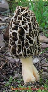 Morchella prava