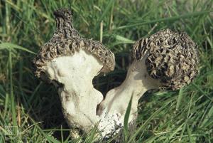 Morchella vulgaris