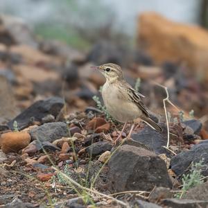 Anthus campestris