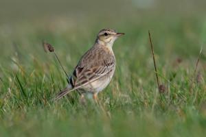 Anthus campestris