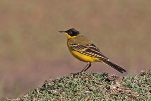 Motacilla flava