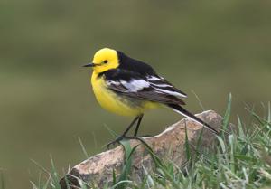 Motacilla citreola calcarata