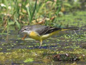 Motacilla cinerea