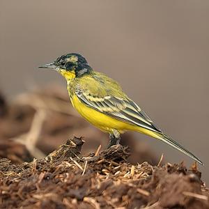 Motacilla flava
