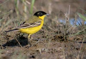 Motacilla flava