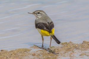 Motacilla cinerea melanope