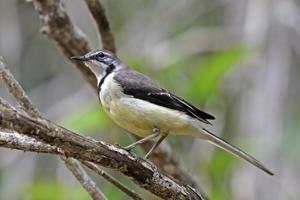 Motacilla flaviventris