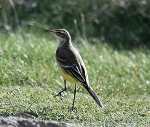 Motacilla flava