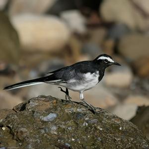 Motacilla maderaspatensis