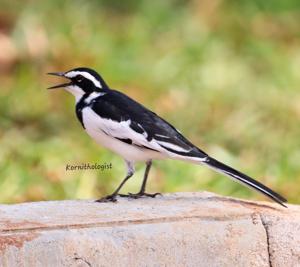 Motacilla alba