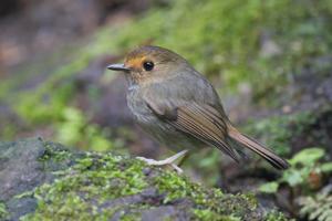 utils/thumbs/Muscicapidae/Anthipes_kVcLaMCk6UJaTmsspnQ4BQ.jpg