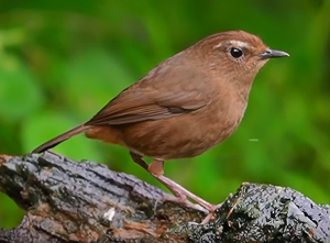 utils/thumbs/Muscicapidae/Brachypteryx_fnoGJkdgSBfJtSVuDP72Ra.png