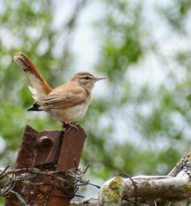 Cercotrichas galactotes