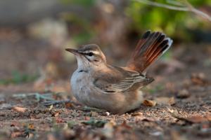 Cercotrichas galactotes