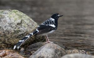 Enicurus maculatus