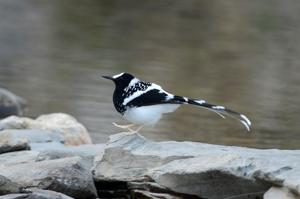 utils/thumbs/Muscicapidae/Enicurus_SG6MMdswBXbAh7aCicj82p.jpg