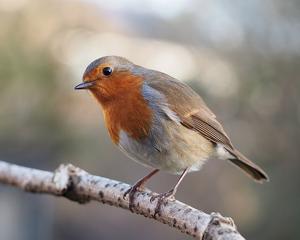 utils/thumbs/Muscicapidae/Erithacus_bCo5F2WsqthrbPRKbrLoik.jpg