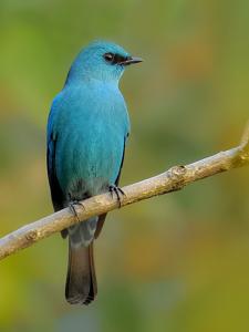 utils/thumbs/Muscicapidae/Eumyias_WRe7AC6vZJVtatdPuqzKaB.jpg