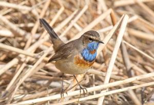 Luscinia svecica tianschanica