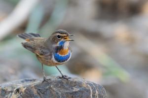 Luscinia svecica tianschanica