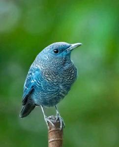 Monticola solitarius