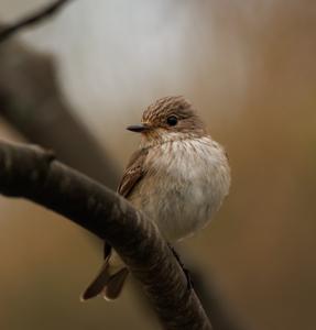 utils/thumbs/Muscicapidae/Muscicapa_6J6bcFHaznKBCHmEkMXr4c.jpg