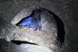 Myophonus horsfieldii