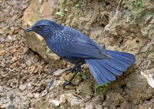 Myophonus caeruleus