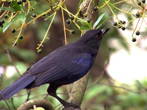 Myophonus caeruleus