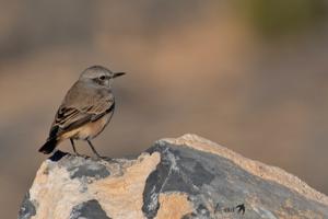 Oenanthe chrysopygia